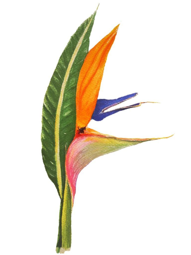 Botanical print Bird of paradise flower